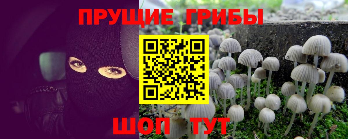 Псилоцибиновые грибы Psilocybine cubensis Тимашёвск